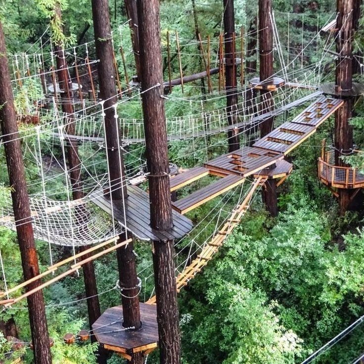 Canopy walk through restored forest